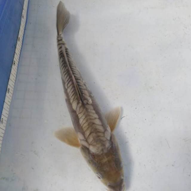 Soragoi aragoke