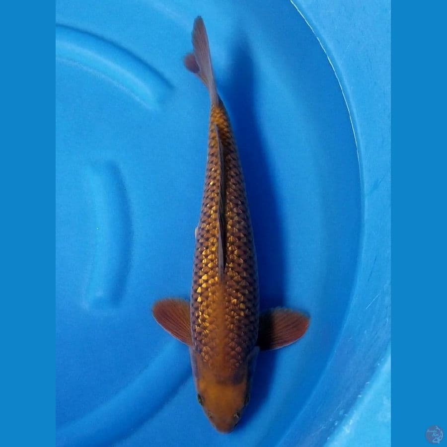 CHAGOI GINRIN 42 CM MALE