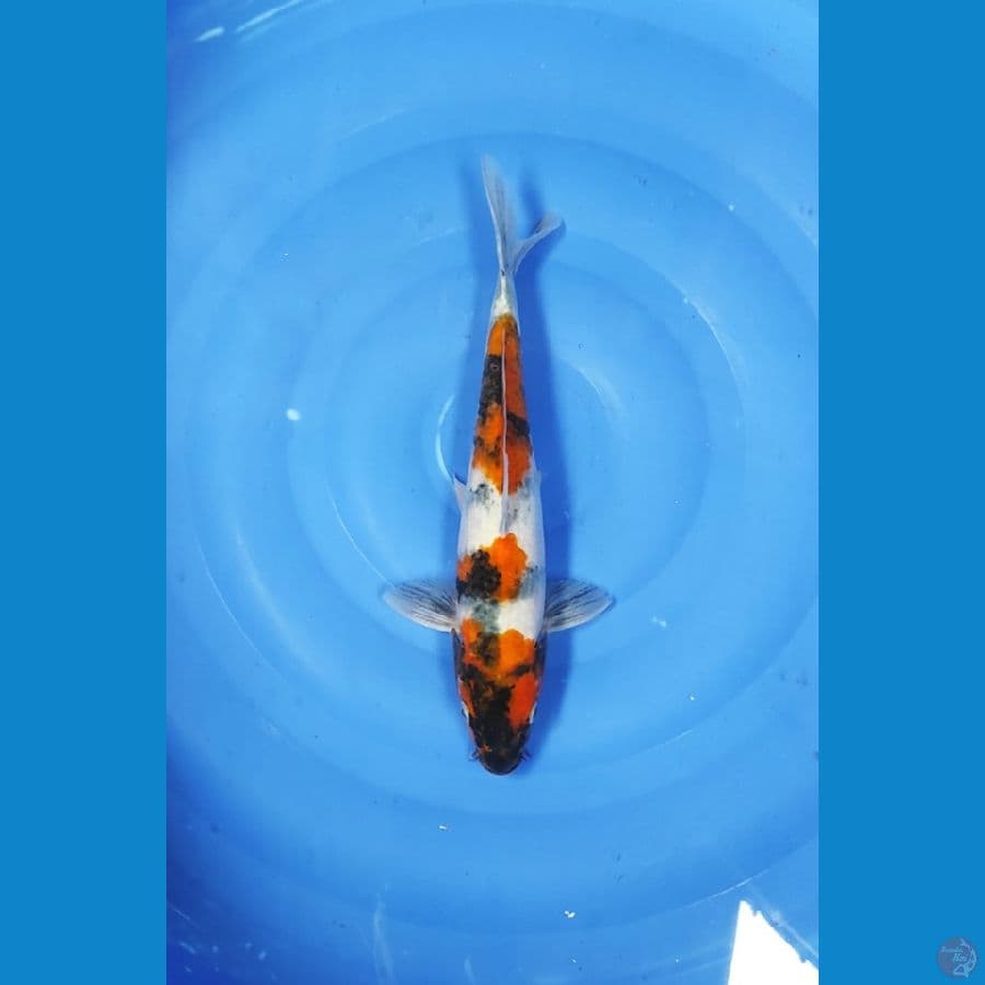 35 CM ~ SHOWA TATEGOI