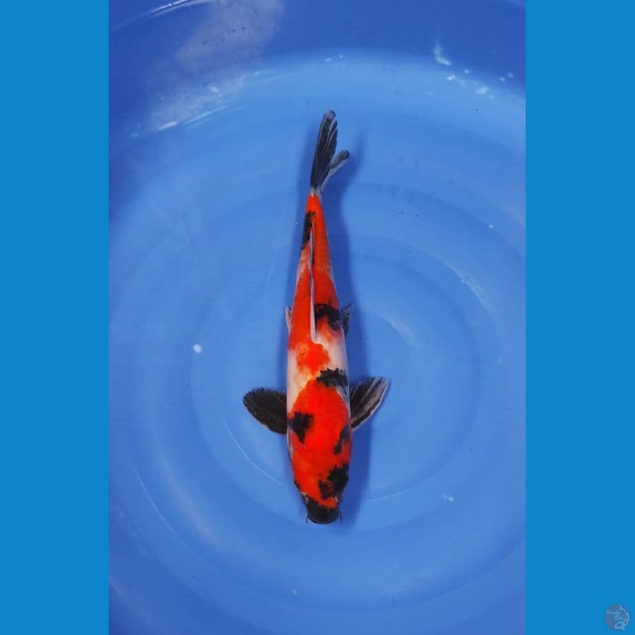 37 CM ~ SHOWA
