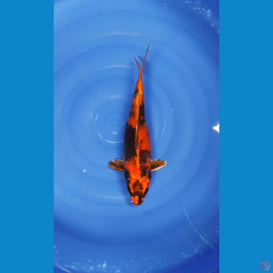 37 CM ~ KIN UTSURI