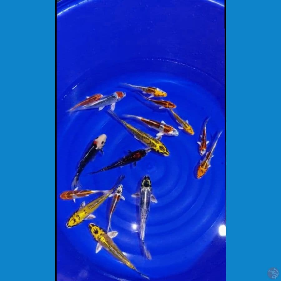 ♓ 16 ekor 15~25cm