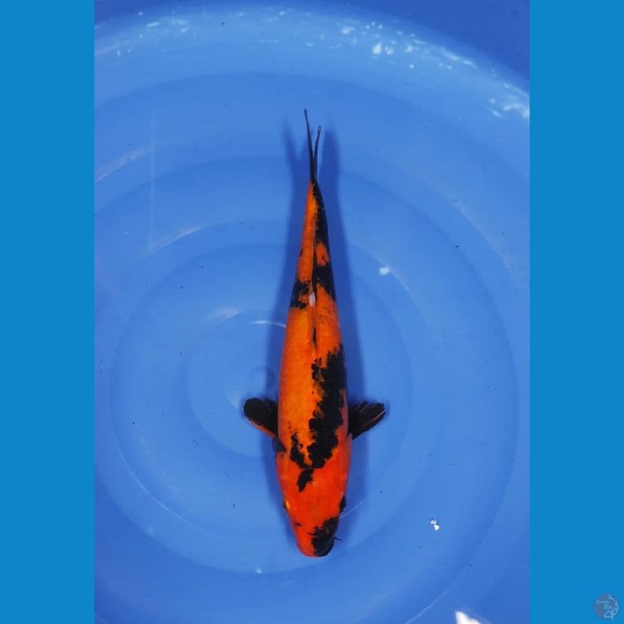 38 CM ~ UTSURI