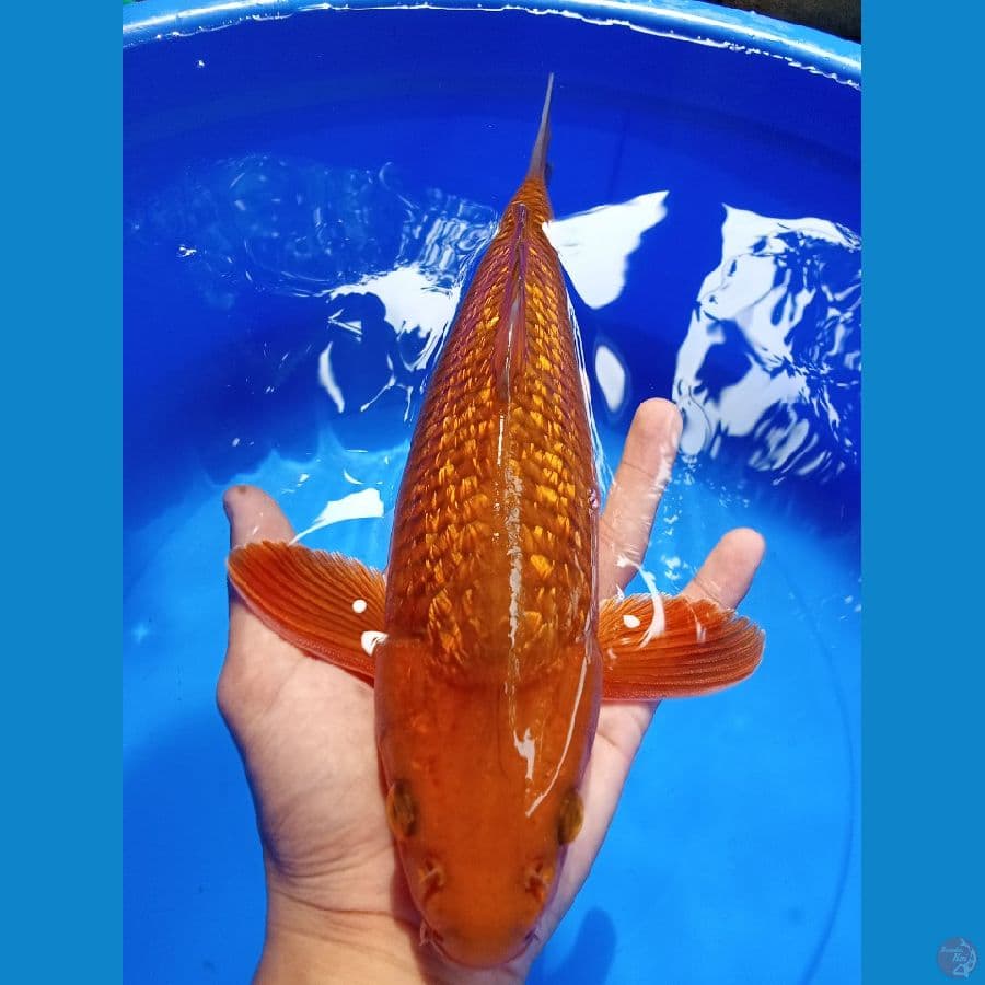 Chagoi Tembaga 35CM Male Calon Jumbo