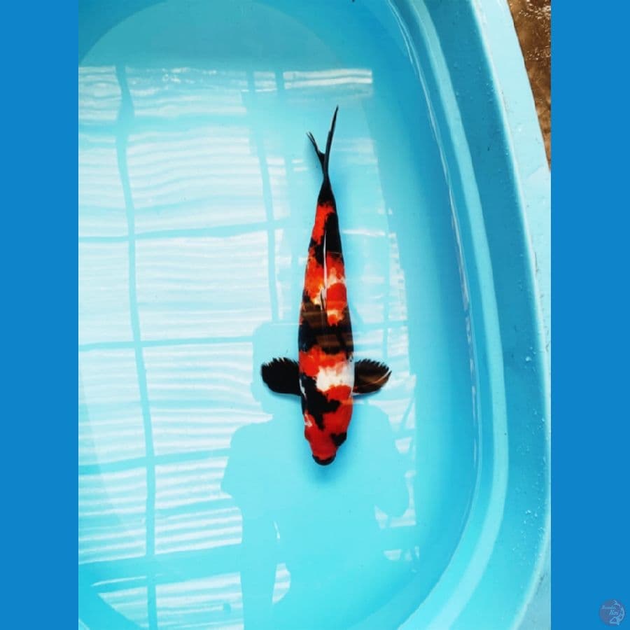 showa 36cm