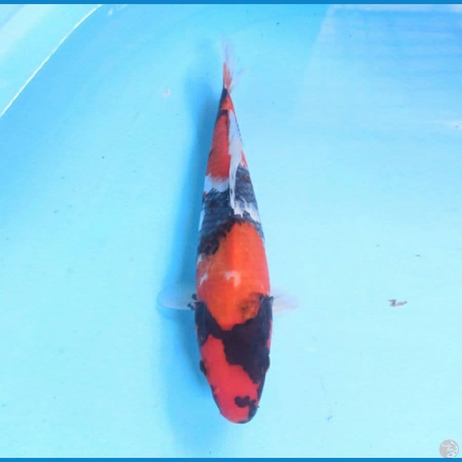 Showa 31 cm
