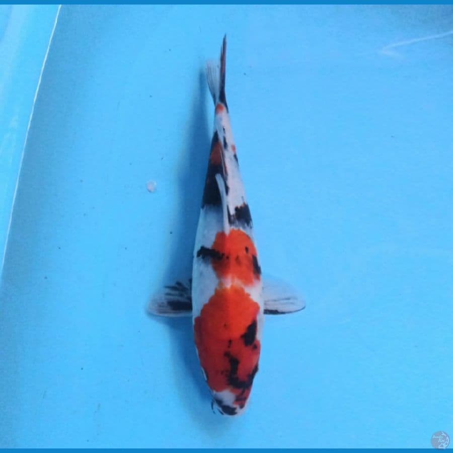 Showa 29 cm