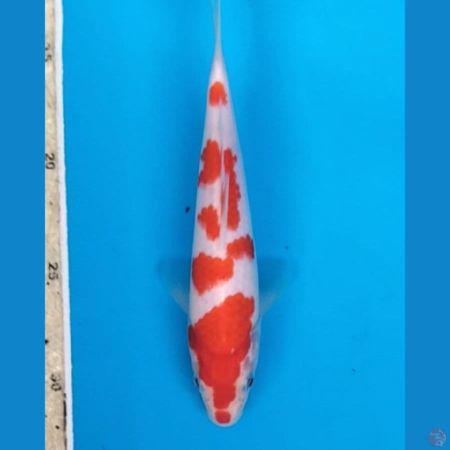 kohaku 18cm