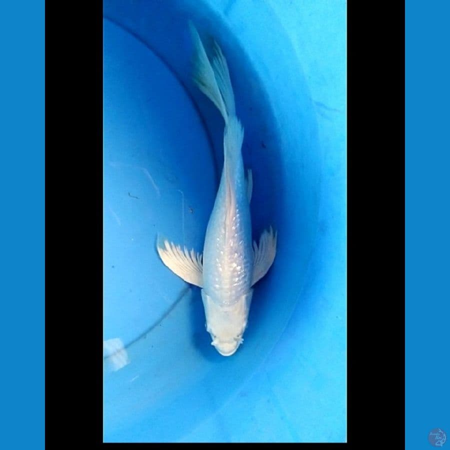 kumpay platinum ginrin 32 cm