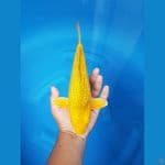 karasi semi karamel munuk bosku 30 cm 
