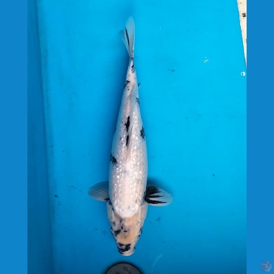 Shiro gindrin 39cm