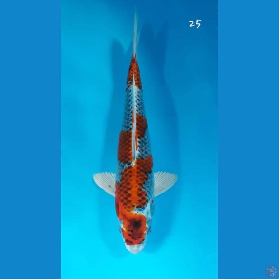 kujaku 25cm