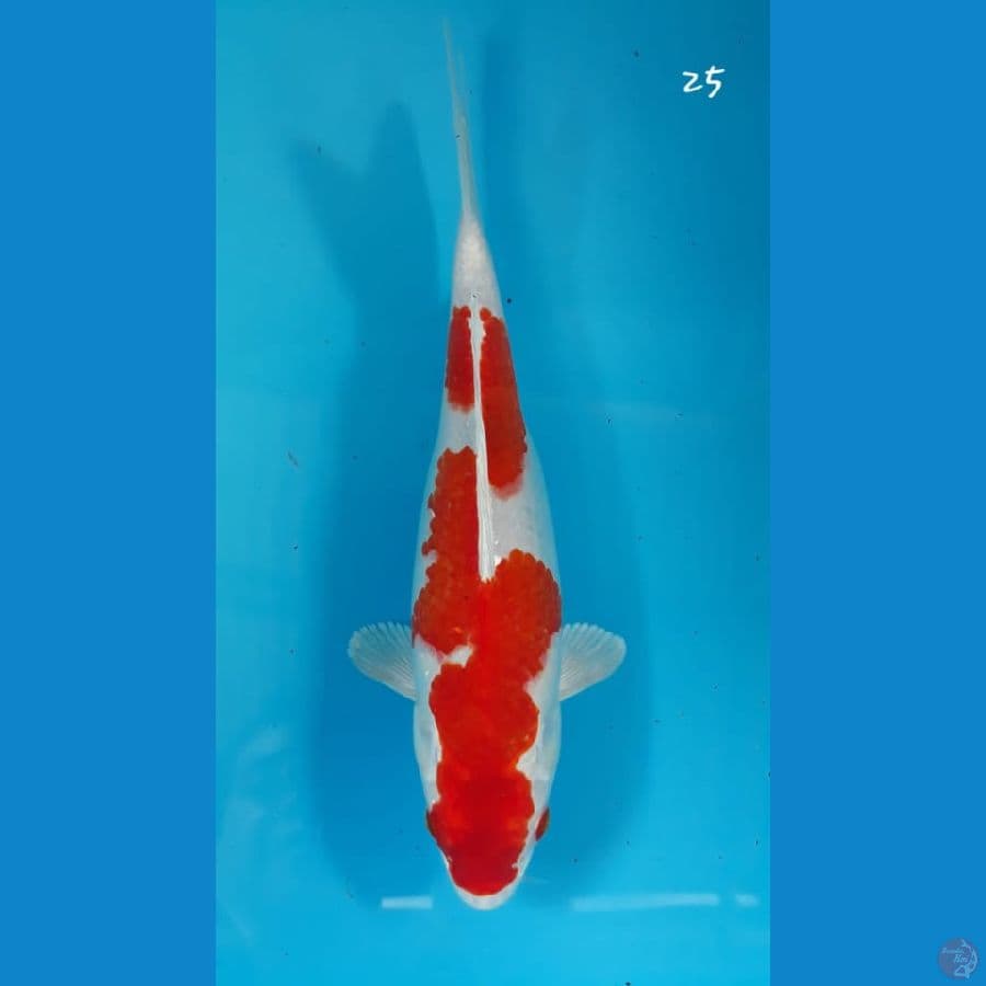 sakura ogon 25cm