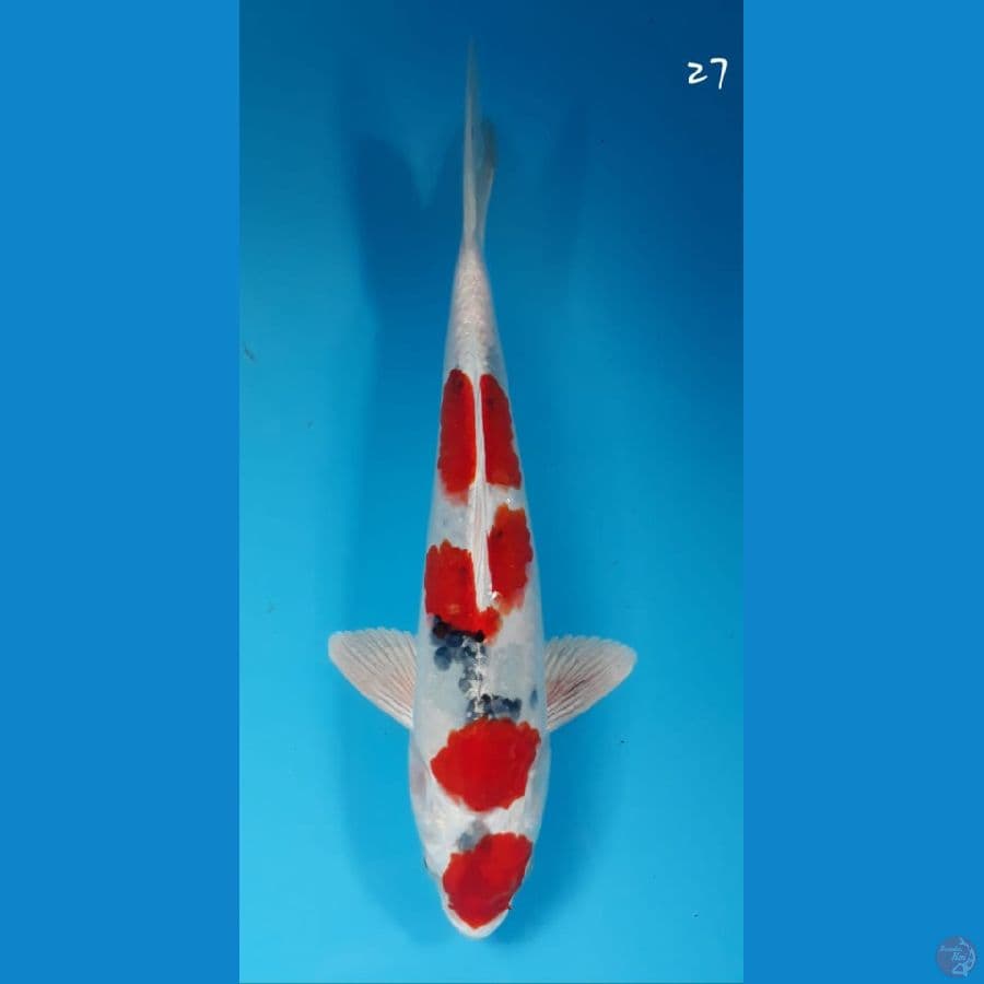 Sanke hikari 27cm