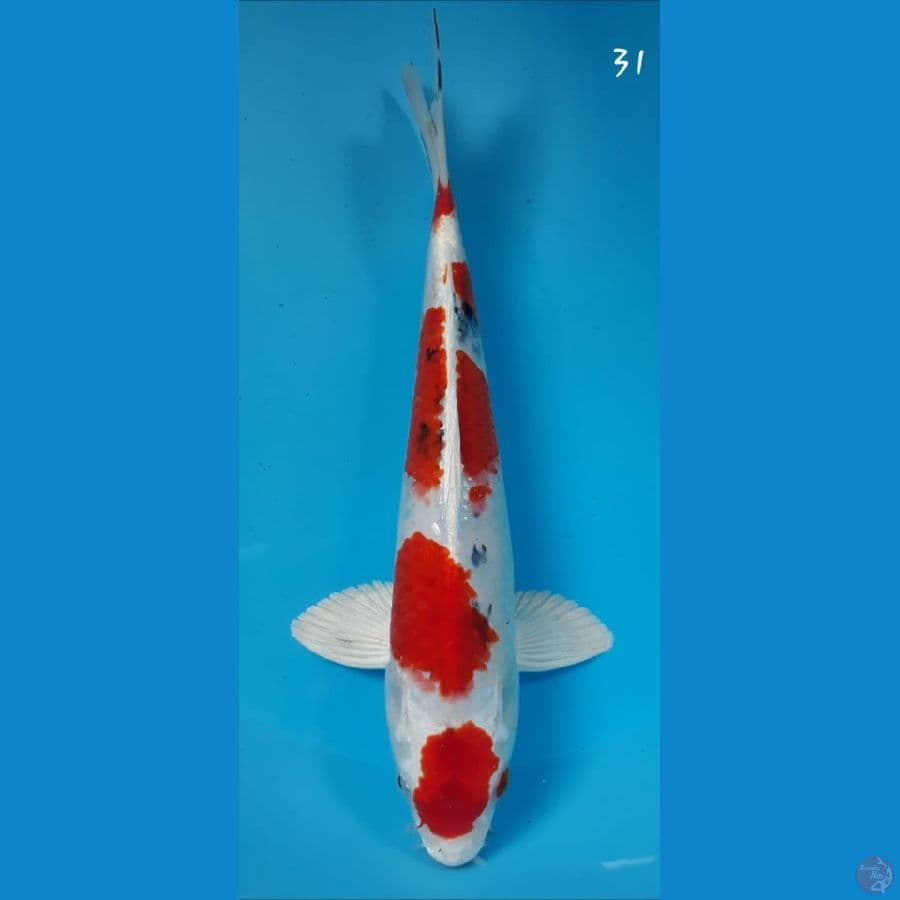 Sanke hikari 31cm