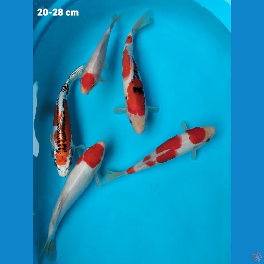 kohaku sanke kujaku