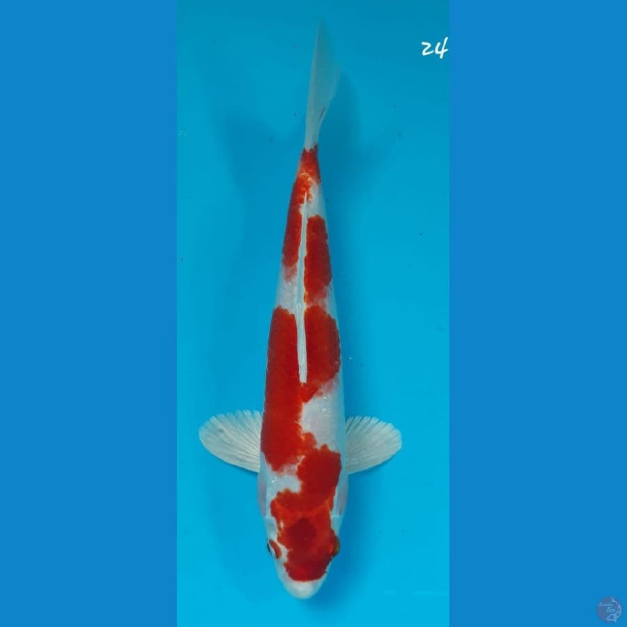 Sakura ogon 24cm