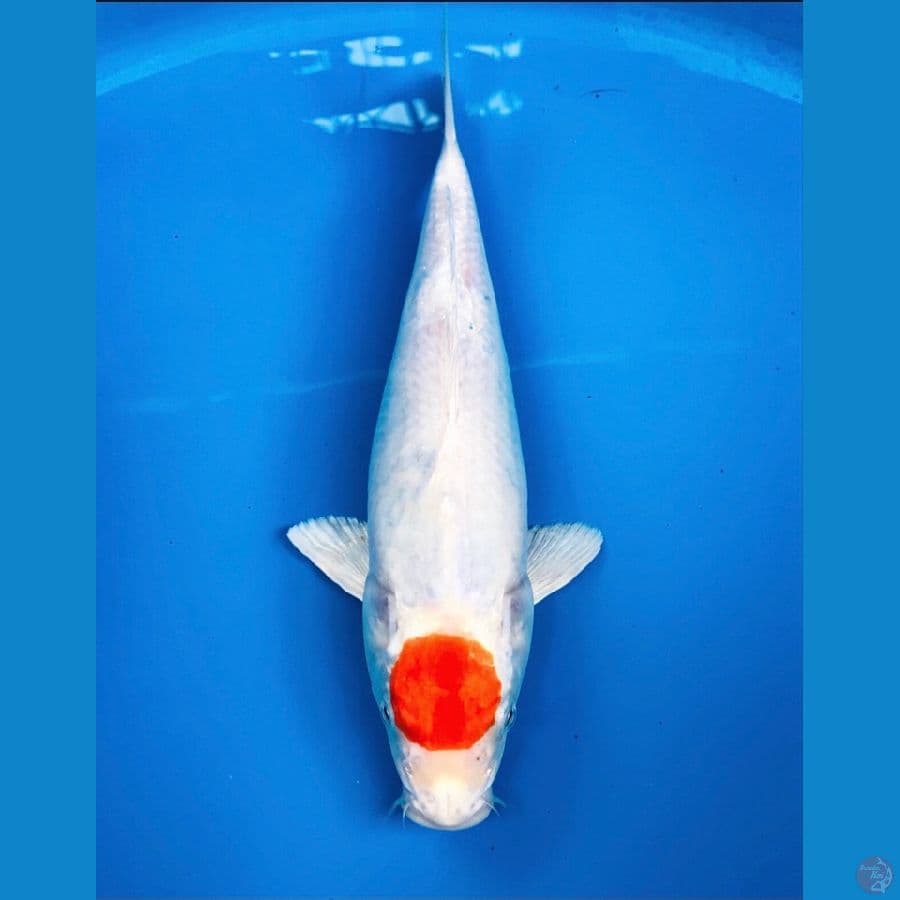 tancho sakura ogon 30cm
