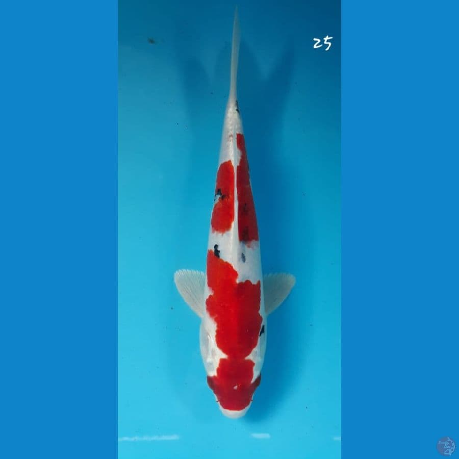 Sanke hikari 25cm