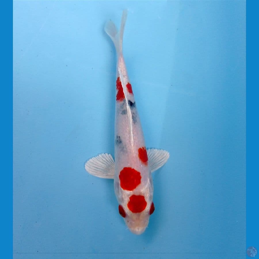 heisei nishiki 16 cm