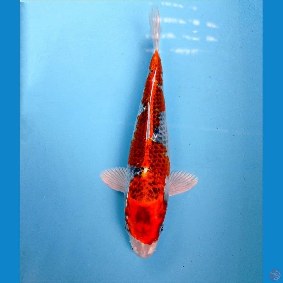 kujaku 24 cm