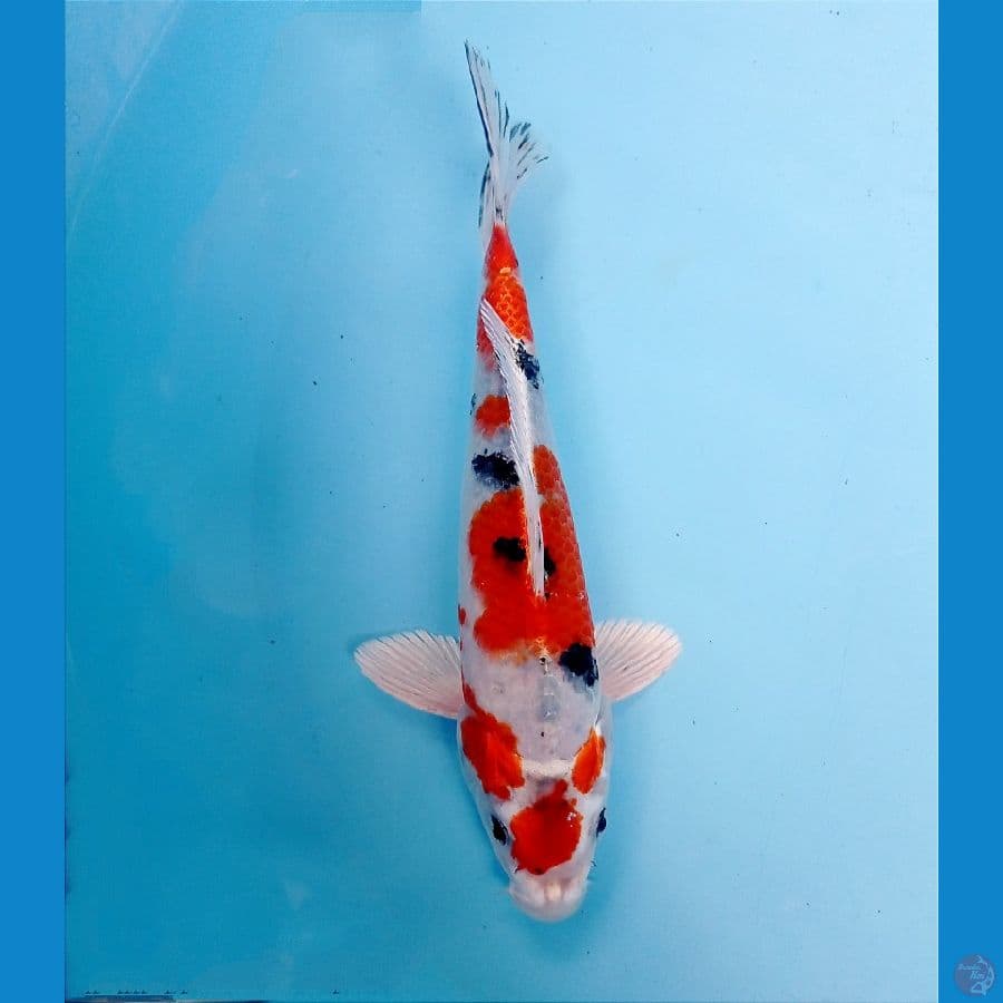 heisei nishiki 21 cm