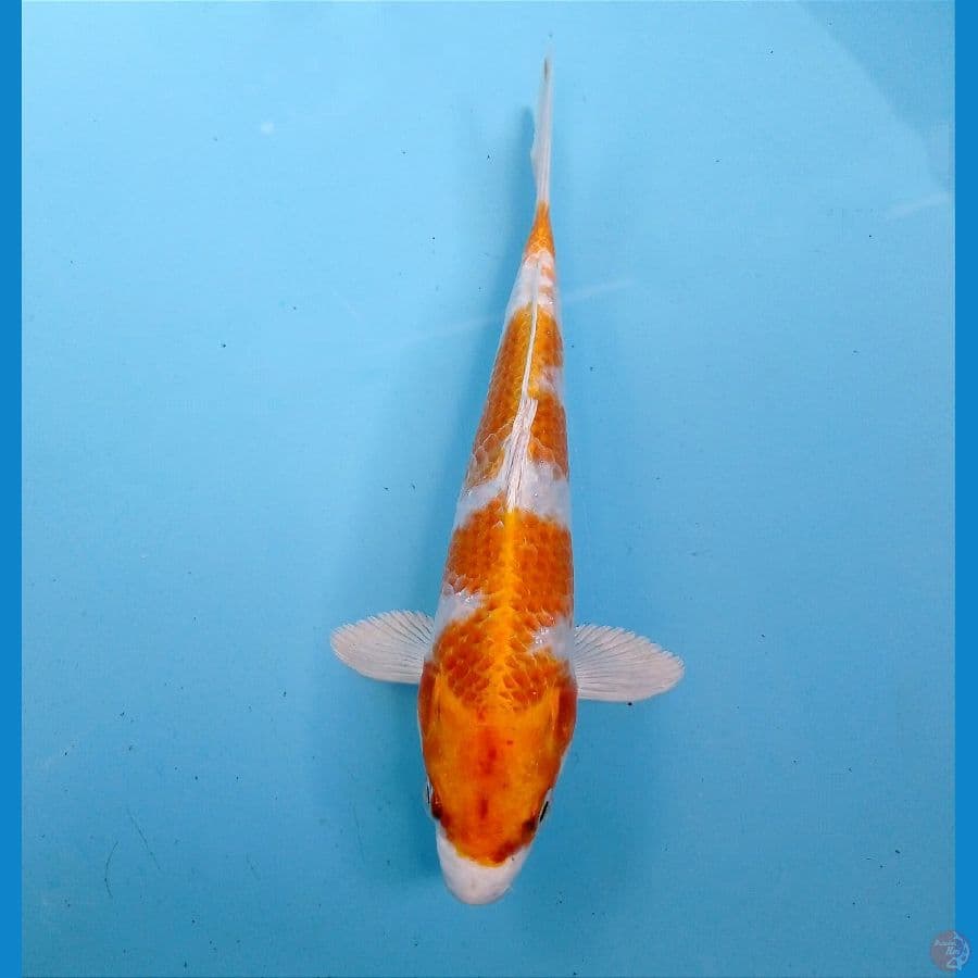 yellow kujaku 19 cm