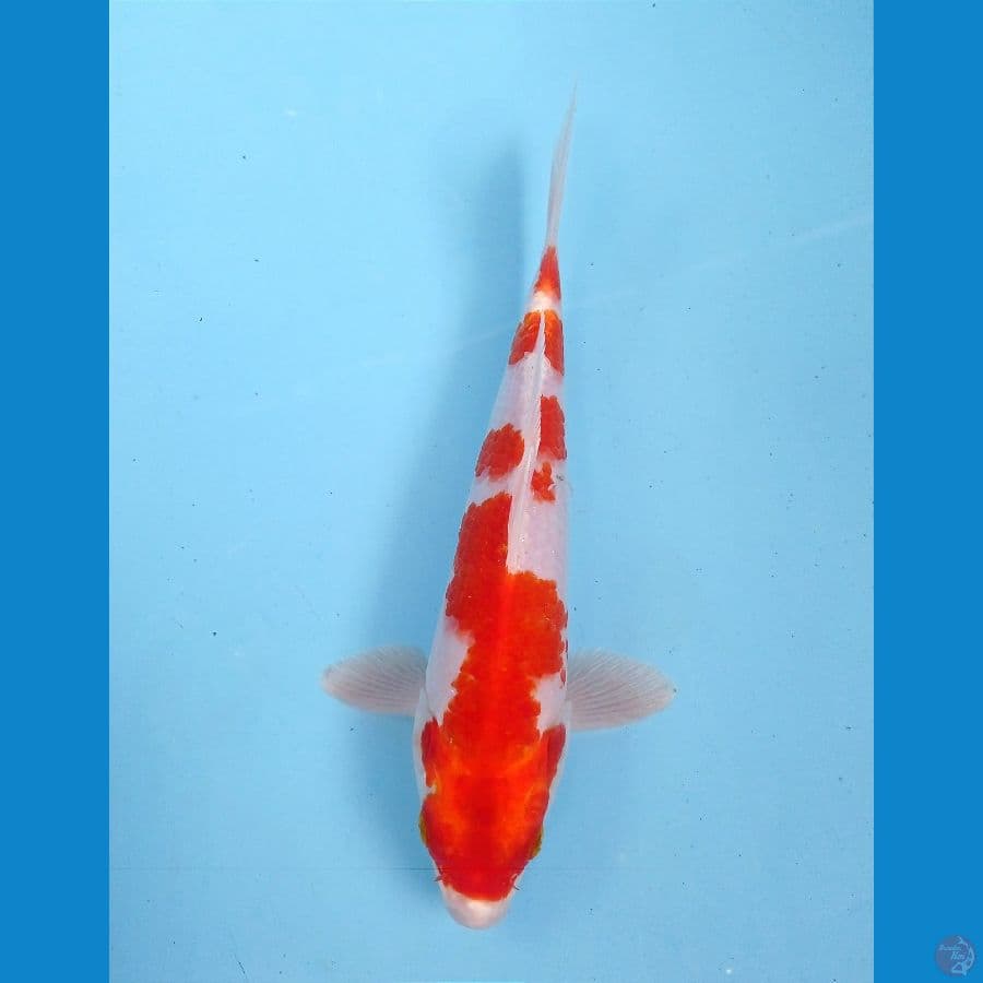sakura ogon 21 cm