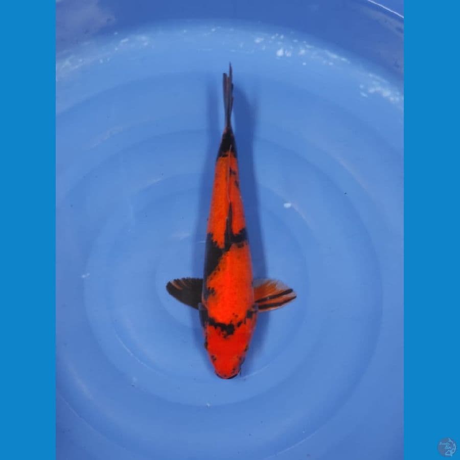 utsuri 40cm