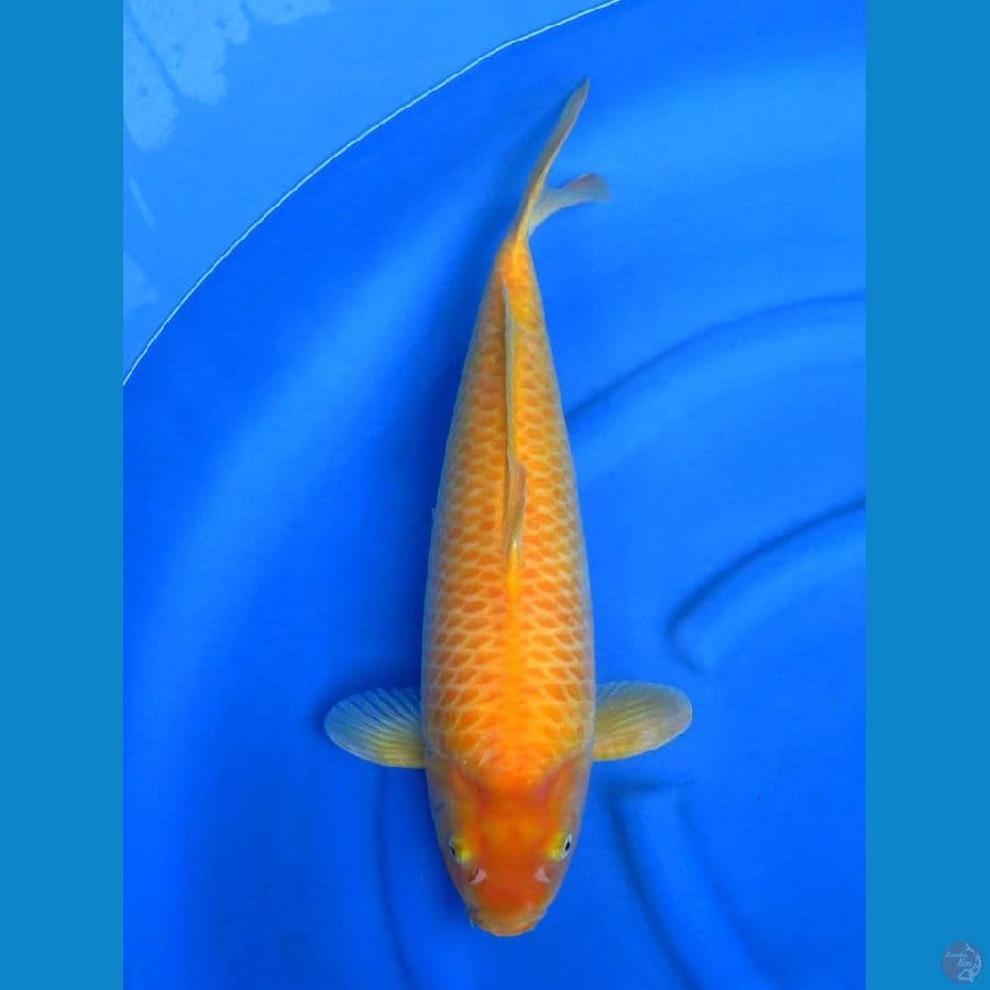 50cm , F1 Karasi bakat jumbo 