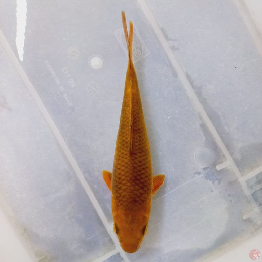 *CHAGOI//24 CM*