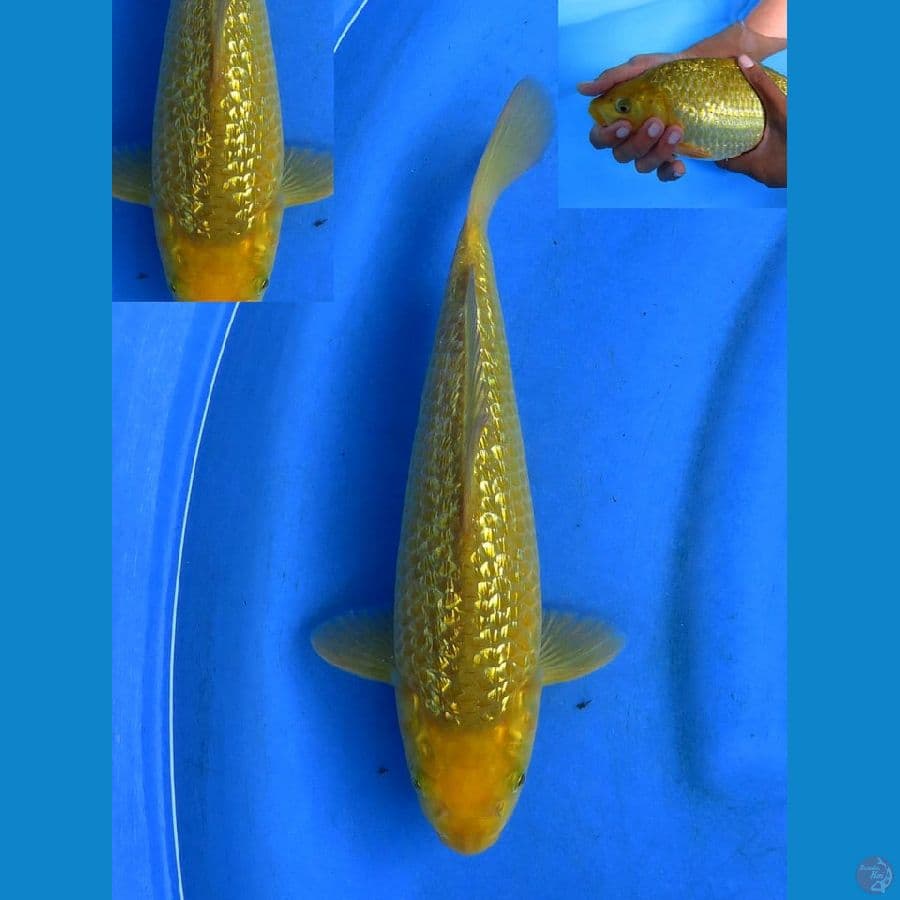 28cm , Karamel unique