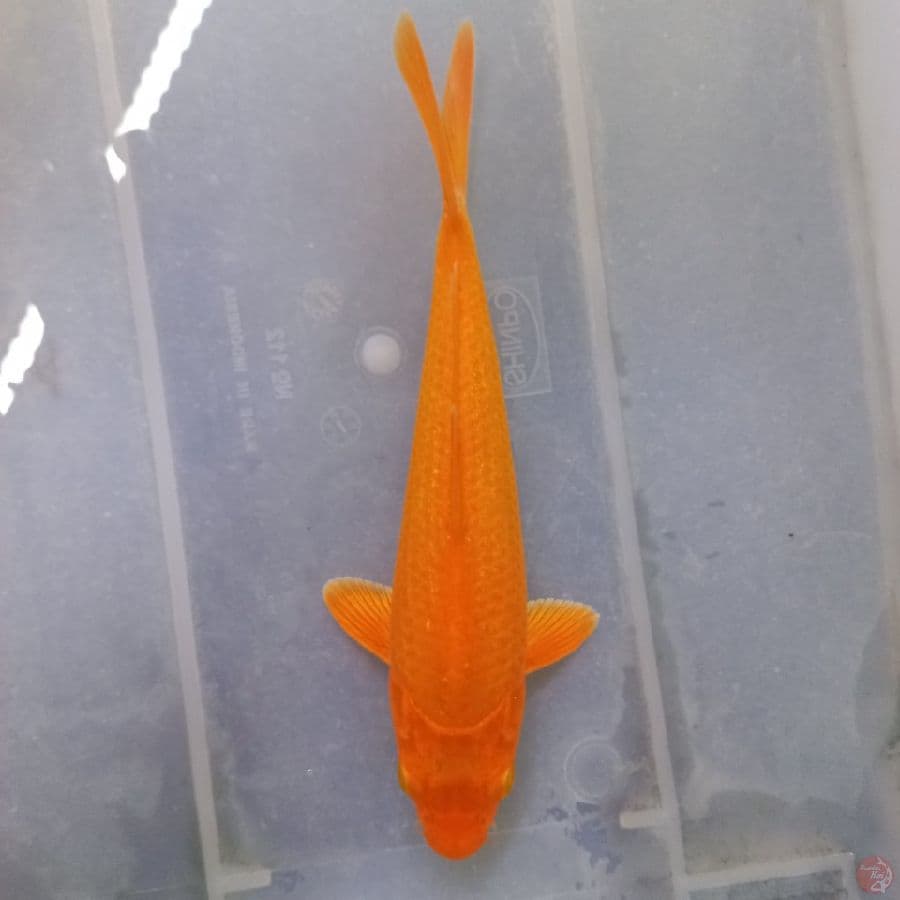 *KARASHI//24 CM*
