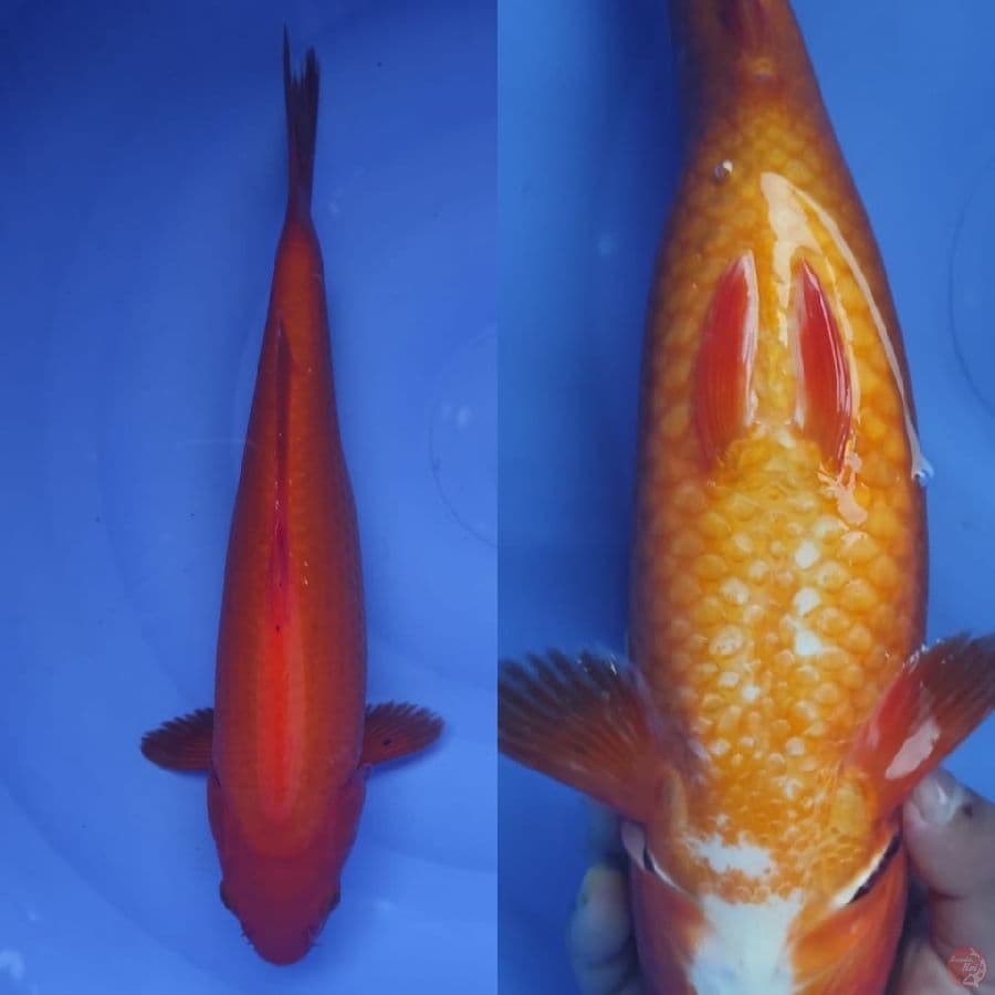 4. benigoi tembus perut /// 35 cm
