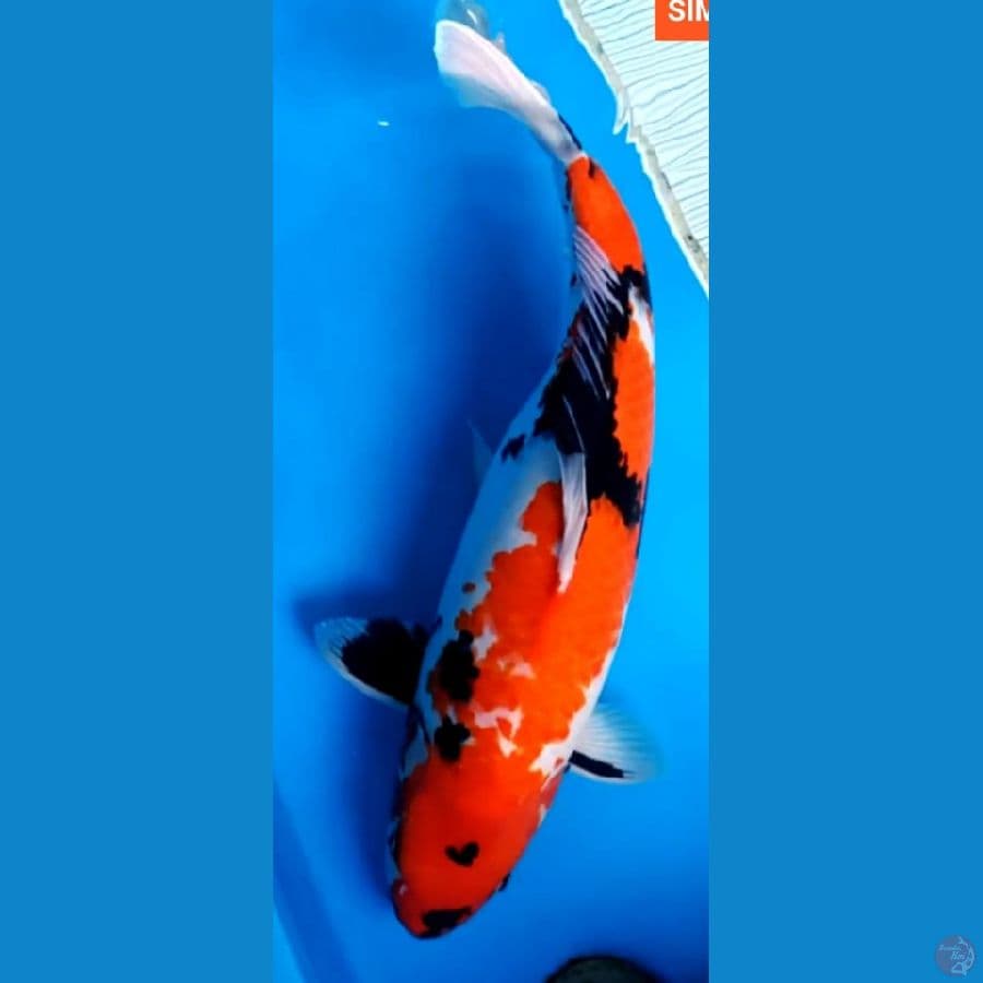 Jumbo 56 cm