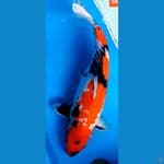 Jumbo 56 cm