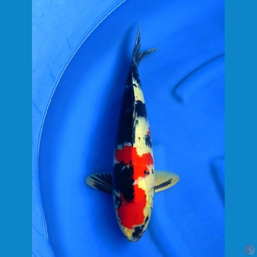 45cm , Red jantan