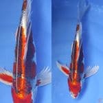 5. kumpay kujaku ///35cm 