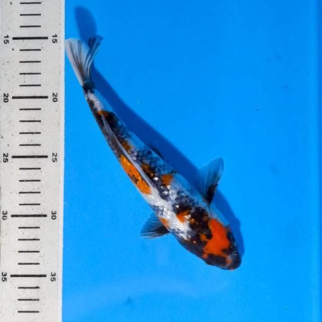 Showa Ginrin 23 cm