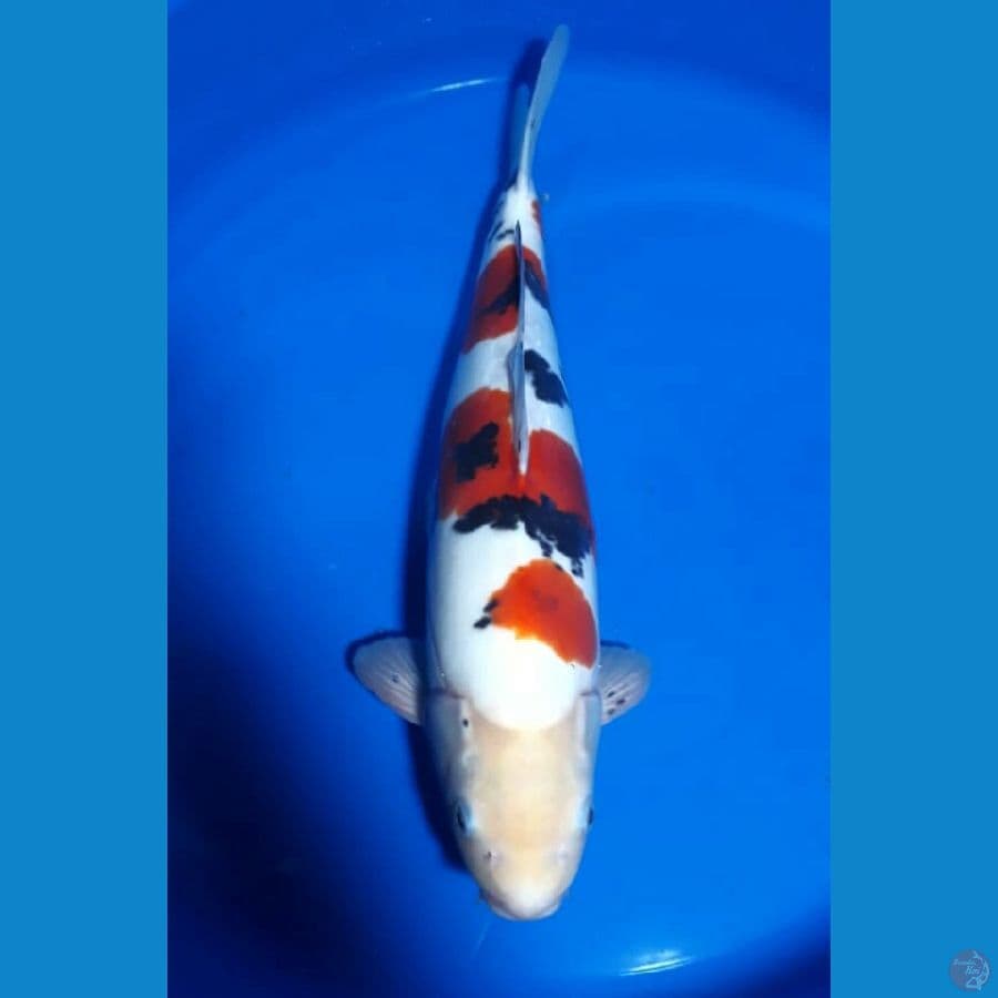 Sanke Doitsu Male 44 Cm