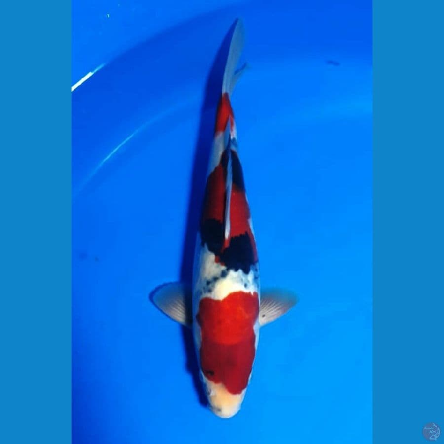 Showa Male 30 Cm