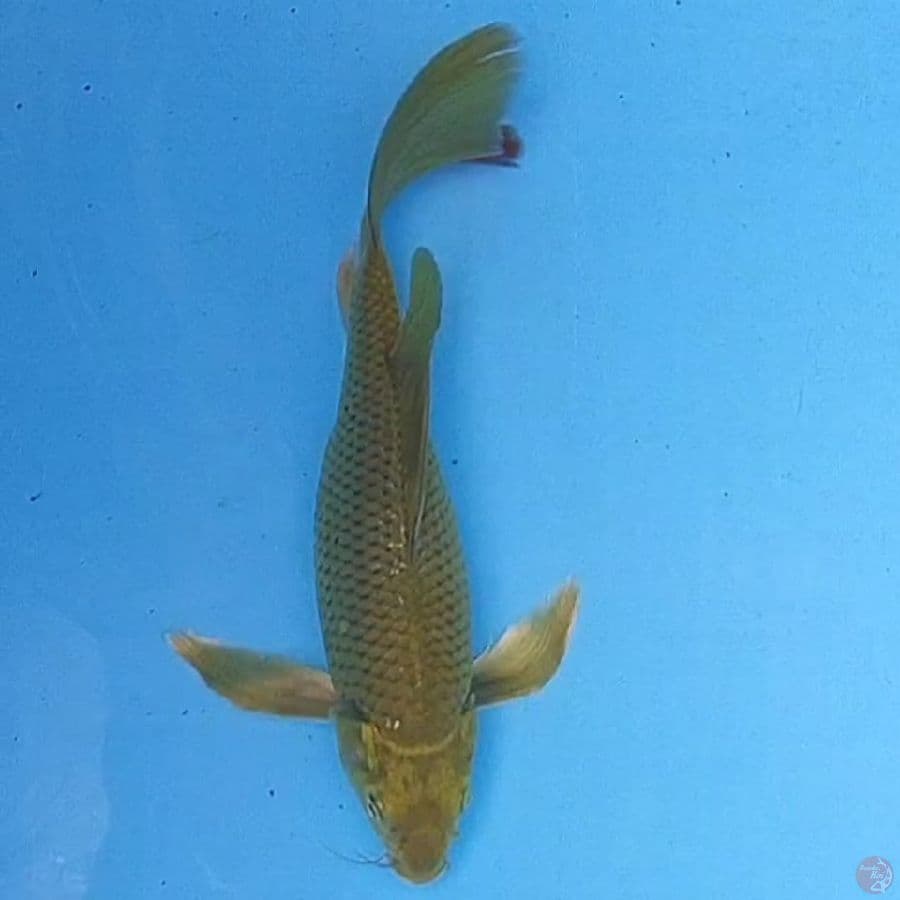 midori Slayer 30cm