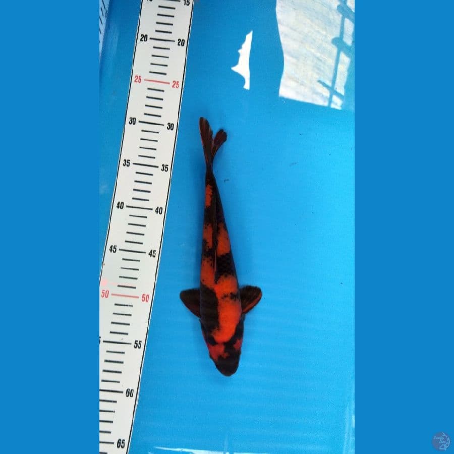 Hiutsuri 27 cm male SQ