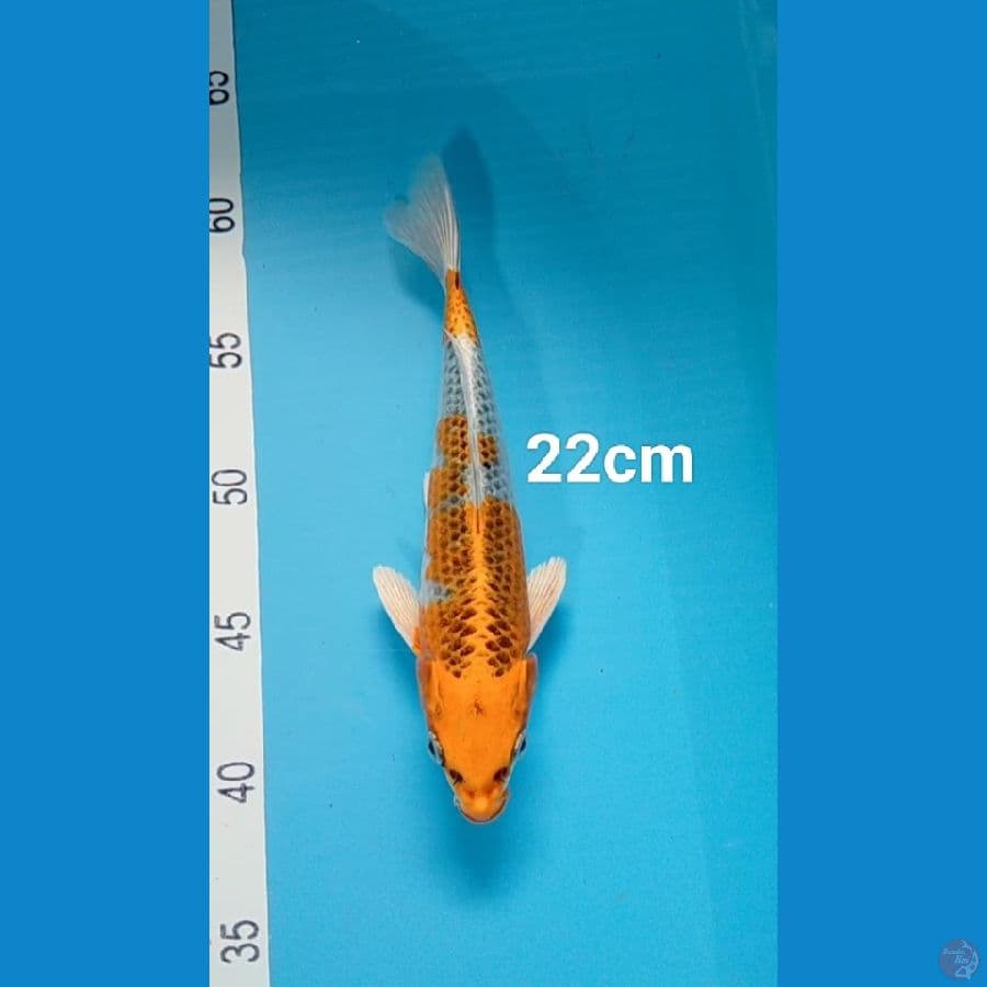 kujaku prospek 22 cm