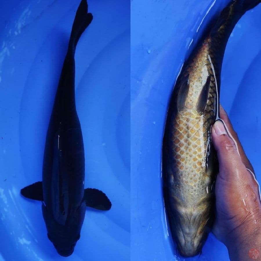 KARASU HITAM PEKAT //37CM 