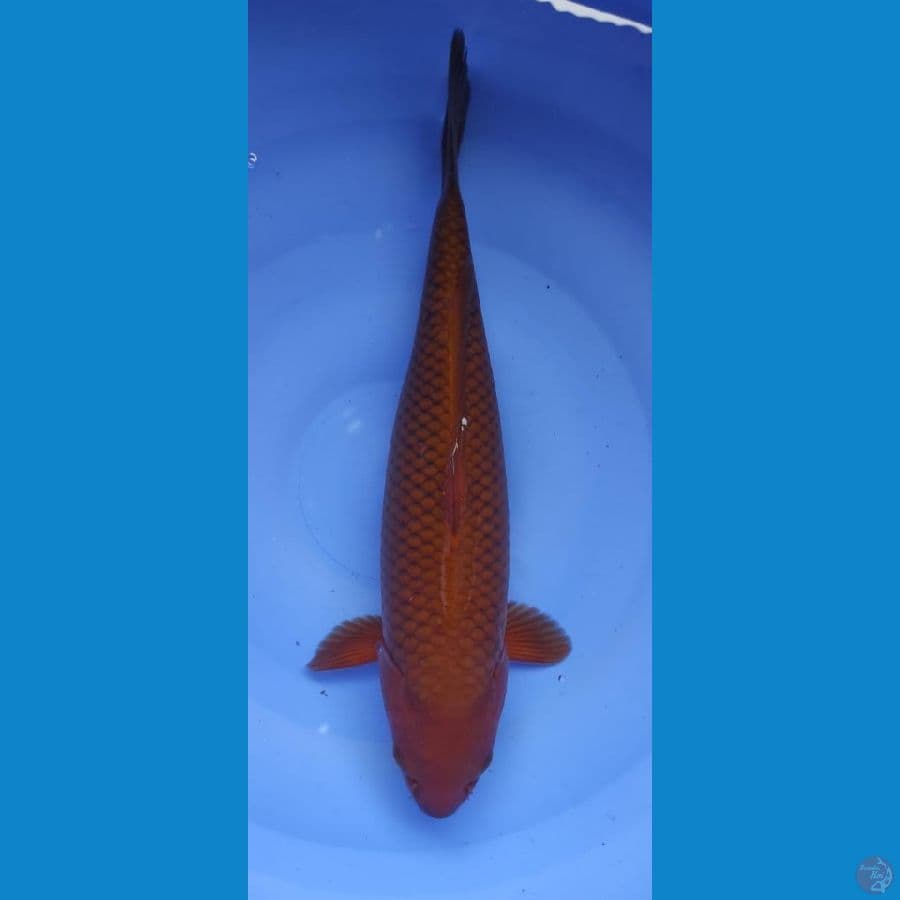 CHAGOI RING RAPI ///37 CM