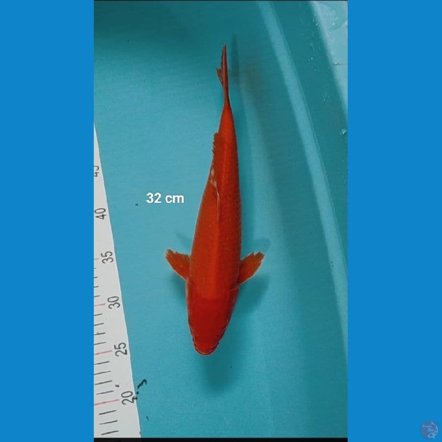 benigoi jos tembus 32 cm