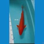 benigoi jos tembus 32 cm 