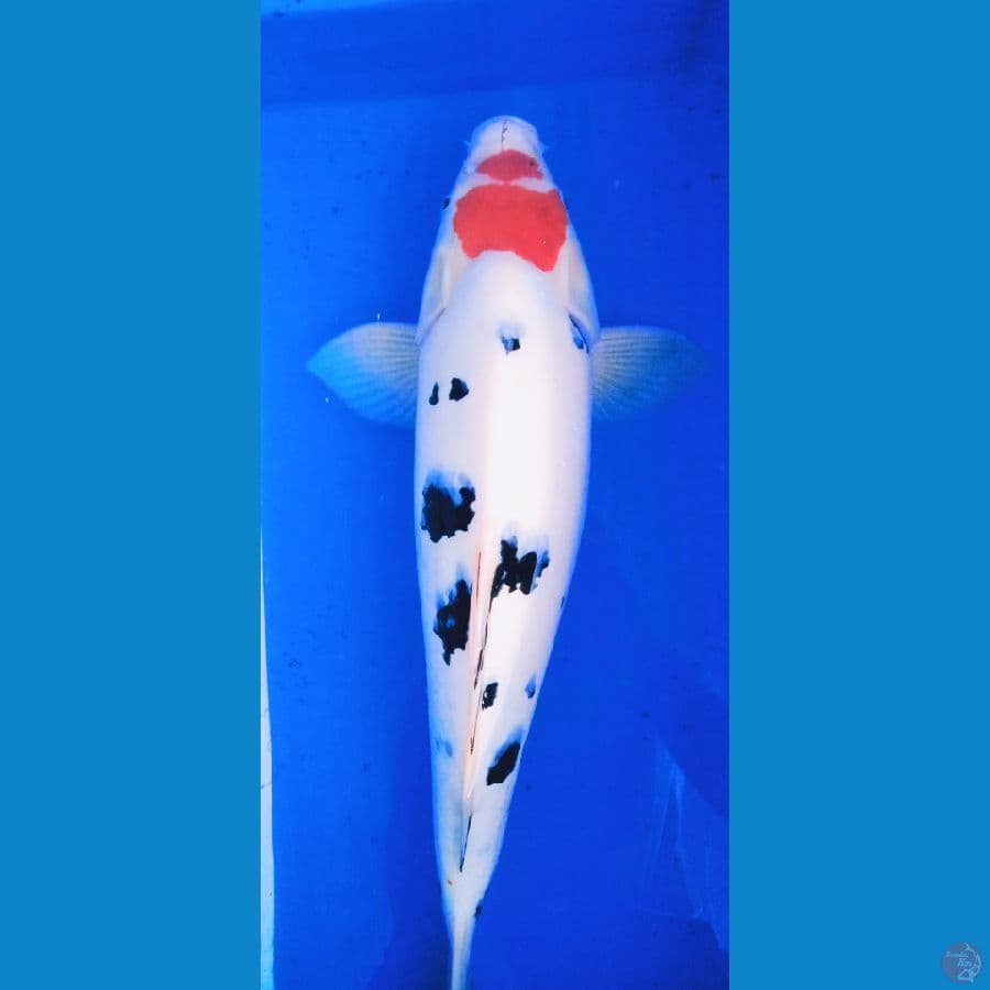 TAISHO SANKHE 50CM