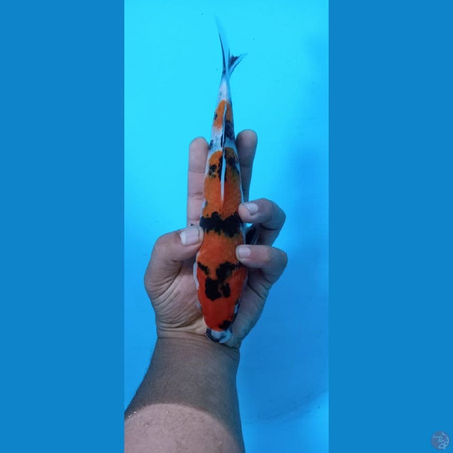showa 23 cm
